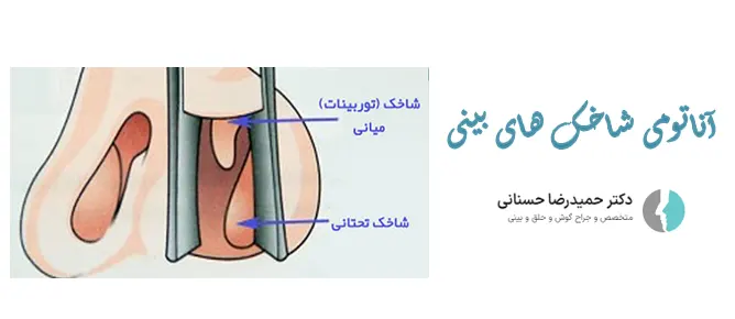 آناتومی شاخک های بینی